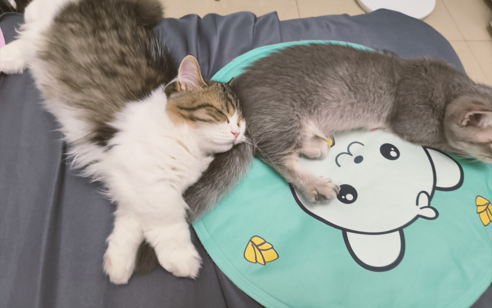 日常逗逗猫,开心一下