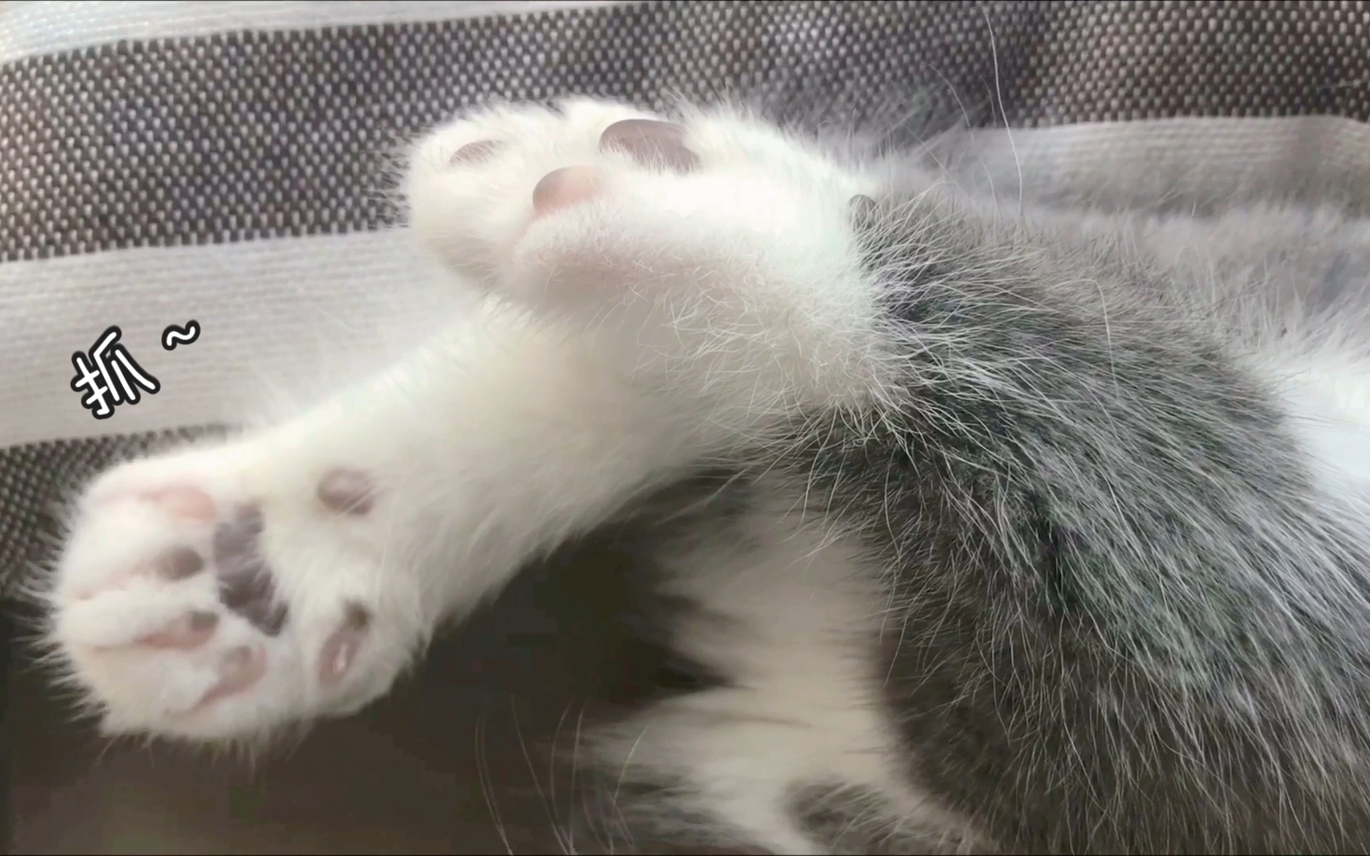 momo宝宝睡醒啦!