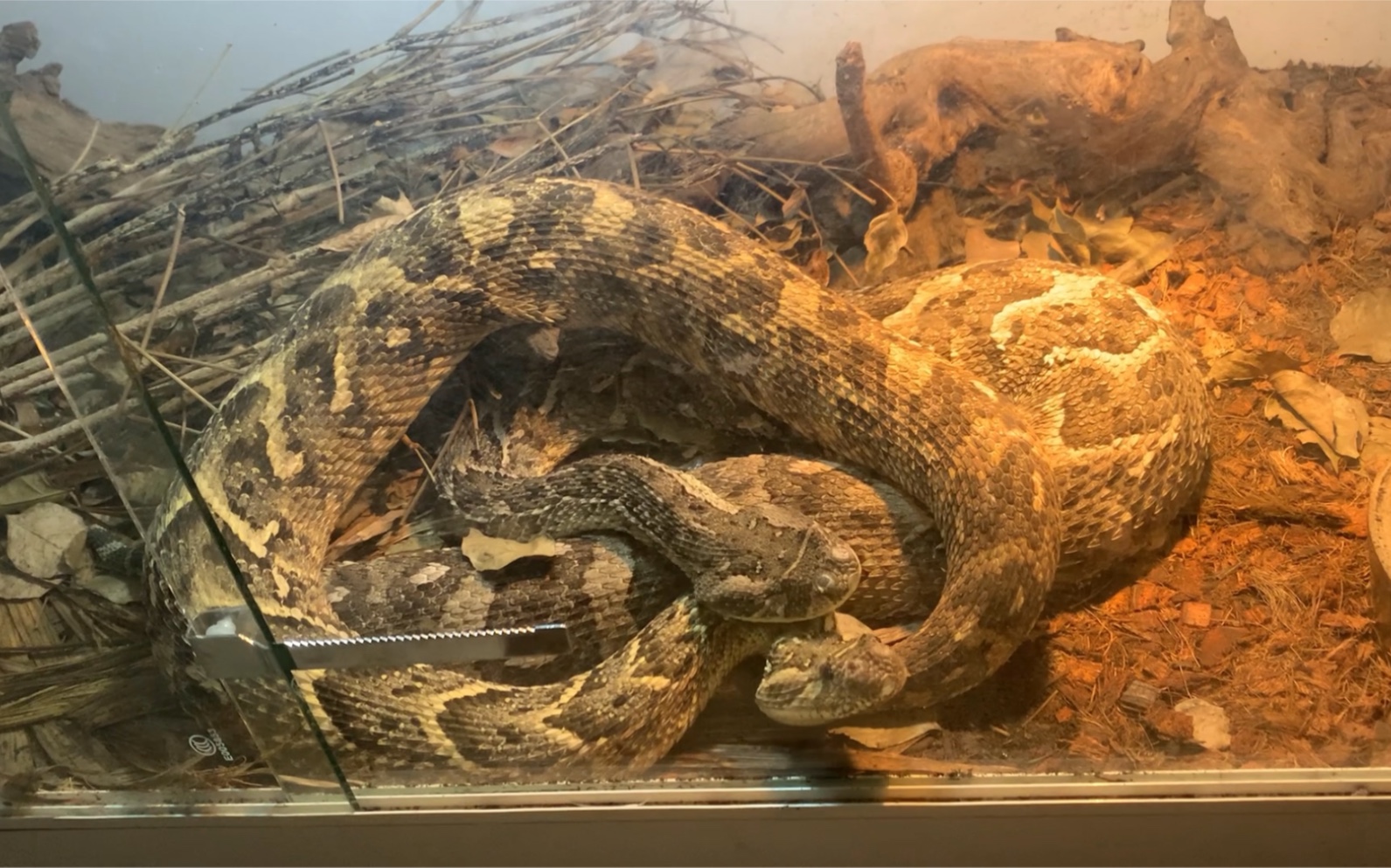 活动  时隔一个半月再次拍到鼓腹咝蝰发情交配