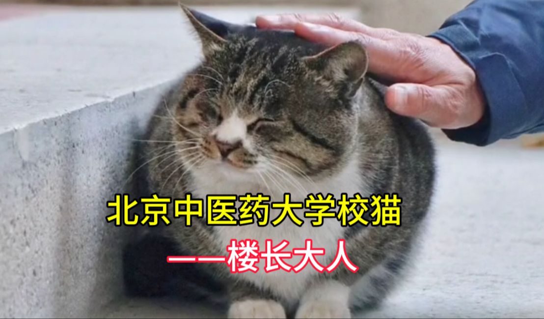 它是被遗弃在北京中医药大学的流浪猫,被学校宠了9年成为校猫.哔哩哔哩bilibili