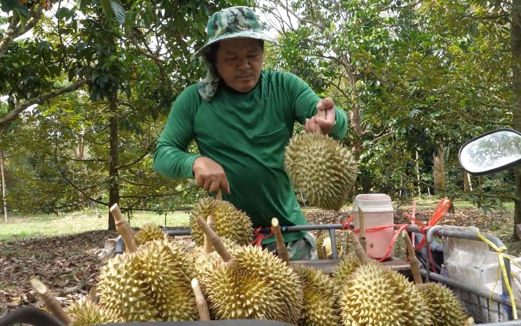 榴莲农场|榴莲现摘现切