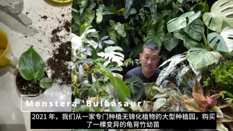 Video herunterladen: 【锦化合集】激动人心的锦化龟背竹合集