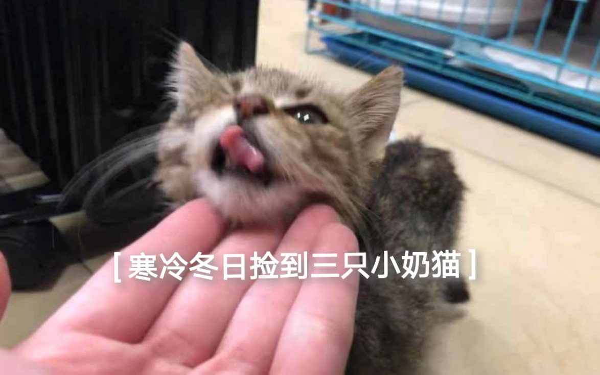 [ 捡猫日记 ] 这是三只小猫重生的故事哔哩哔哩bilibili