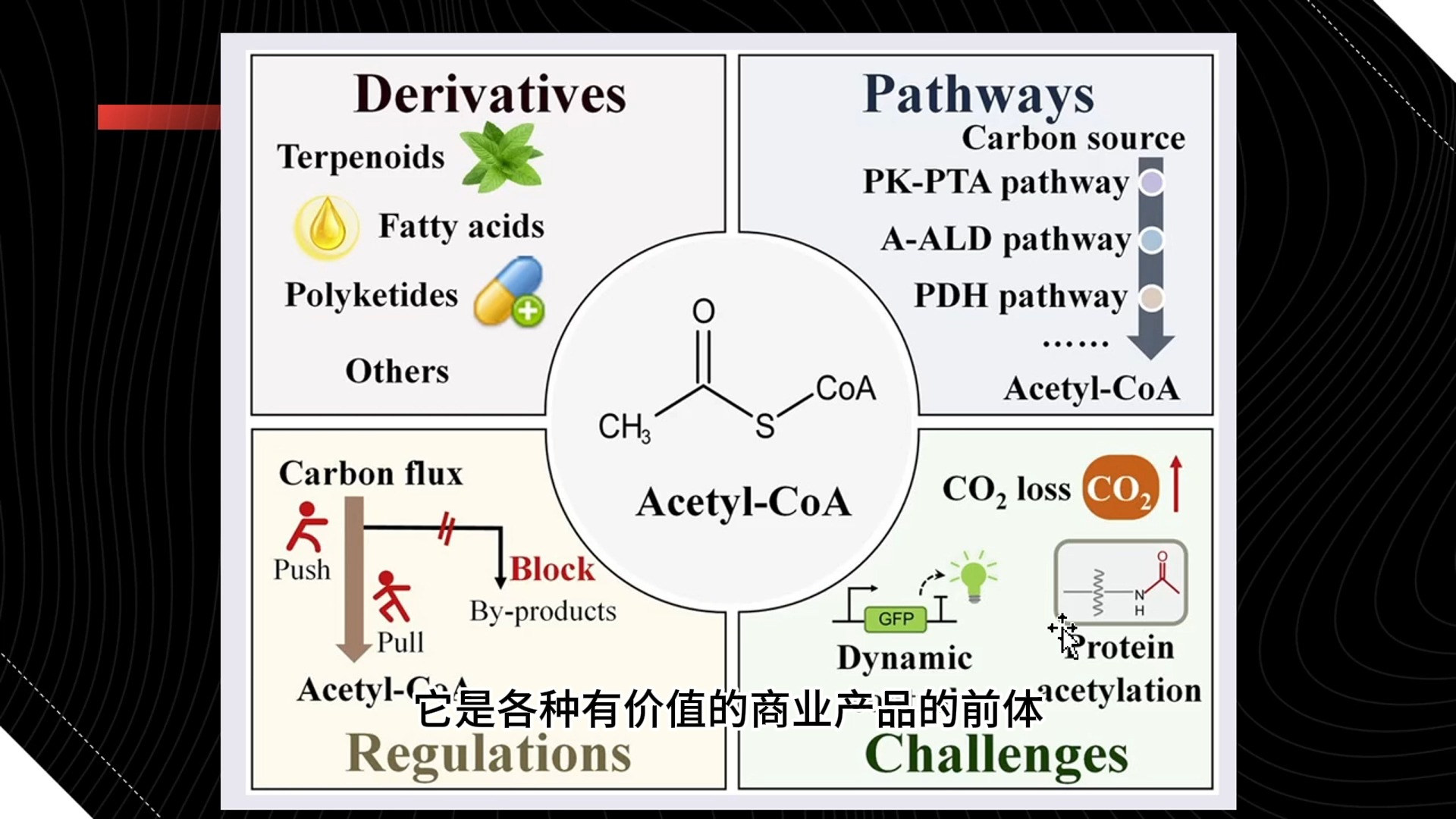 每隔一日合成生物学进展 2024.10.8 提高酵母乙酰辅酶A利用率的代谢工程研究进展.哔哩哔哩bilibili