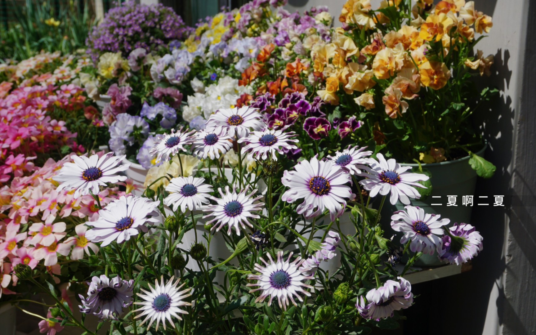 [图]花型像病毒一样奇特的蓝目菊白勺，奇奇怪怪可可爱爱。