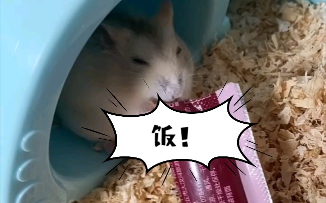 睡觉哪有干饭重要