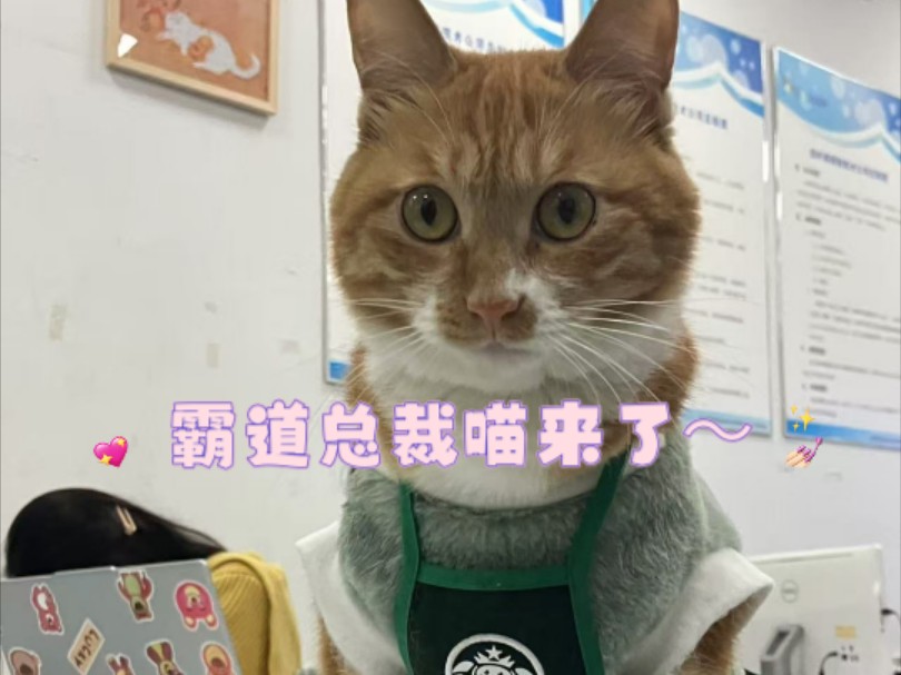 猫8715强制爱7815～ 蠢笨社畜铲屎官74霸道高冷大橘喵.