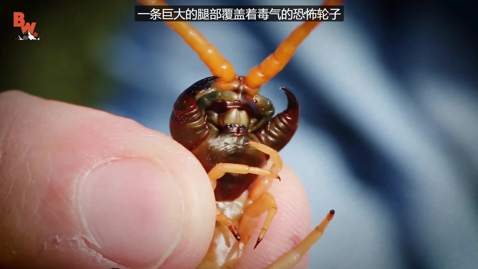 挑战沙漠蜈蚣(二)找寻巨型沙漠蜈蚣_哔哩哔哩 (゜-゜)つロ 干杯~-bili