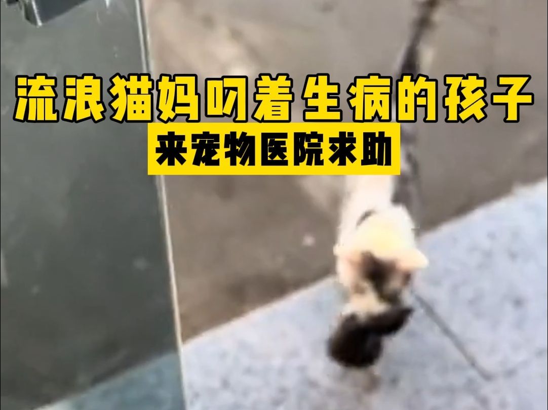 猫妈妈带着孩子去医院看病,一家子都被领养哔哩哔哩bilibili