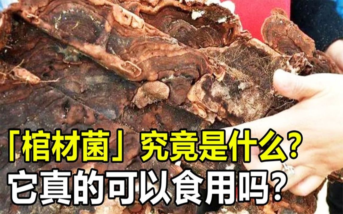 [图]“棺材菌”究竟什么来头？农村迁坟发现稀有菌子，当地人用它泡酒