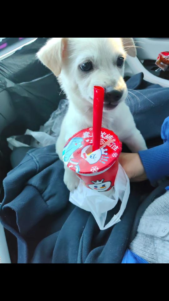 偷喝奶茶小狗,太可爱了吧