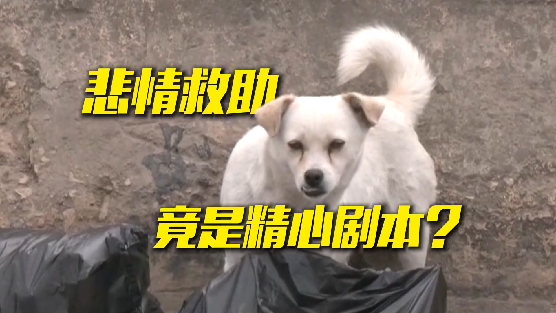 虐狗拍视频卖惨 央视起底流浪动物救助直播背后的敛财骗局