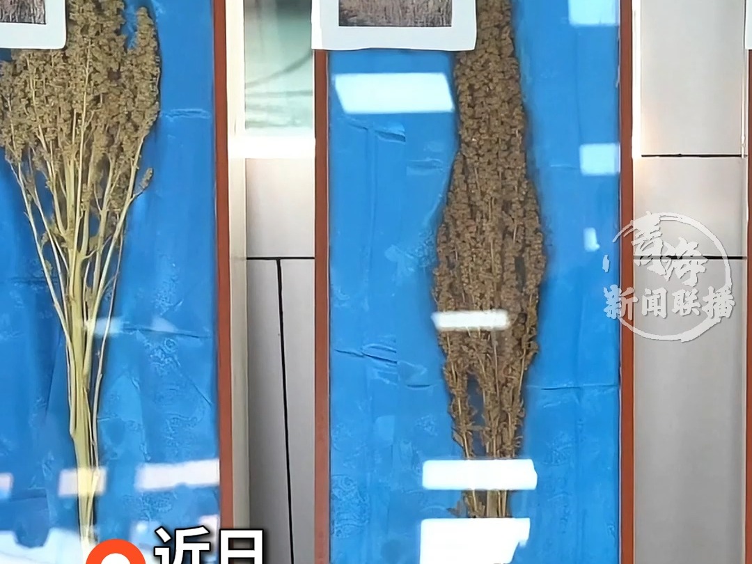 中国首例藜麦种子出口获批 产自青海海西 出口至丹麦 西班牙等国哔哩哔哩bilibili