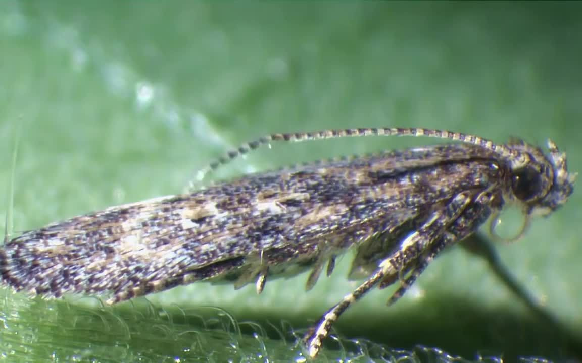 [图]番茄潜叶蛾的生命周期 Life cycle of Tuta absoluta (tomato leaf mining moth）