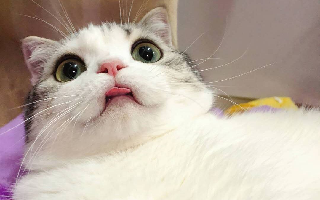 泡芙的日常减肥之路任重而道远