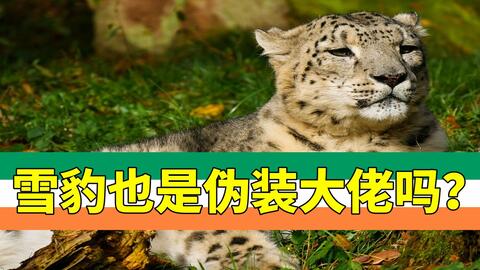 6种最擅长拟态的动物 雪豹 大佬伪装真香 哔哩哔哩 Bilibili