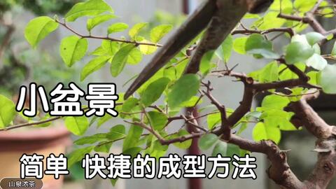 养好南天竹 矮化是重点 学会4个修剪上的技巧 绿叶红果真漂亮 哔哩哔哩 Bilibili