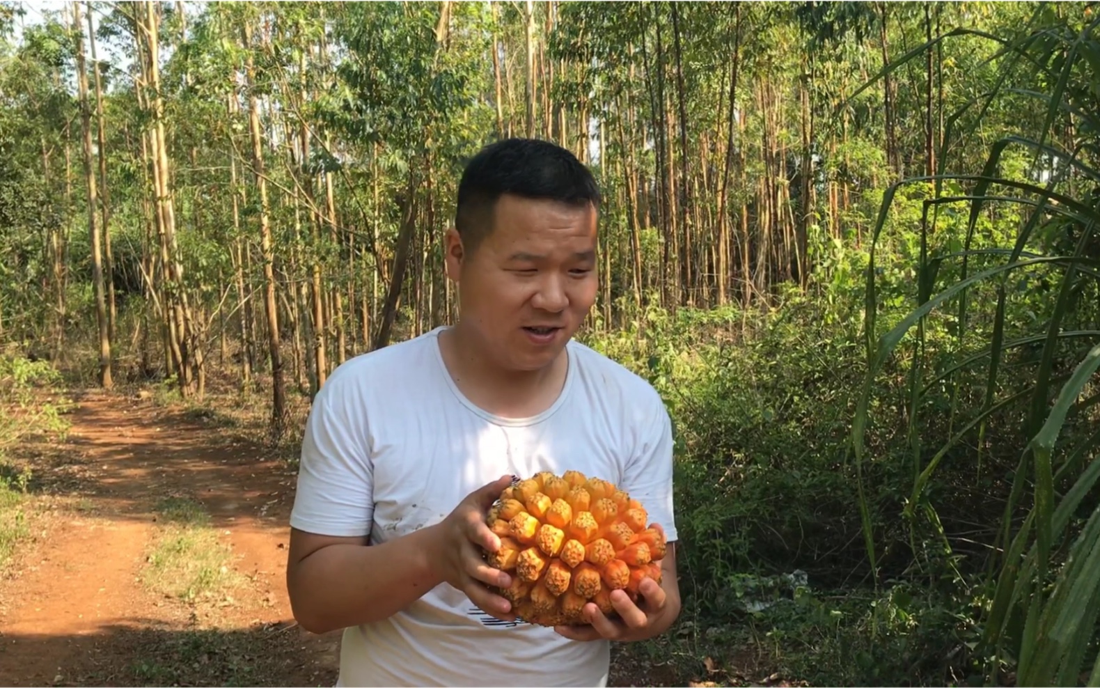 小伙摘了一个野菠萝,不知道味道好不好哔哩哔哩bilibili