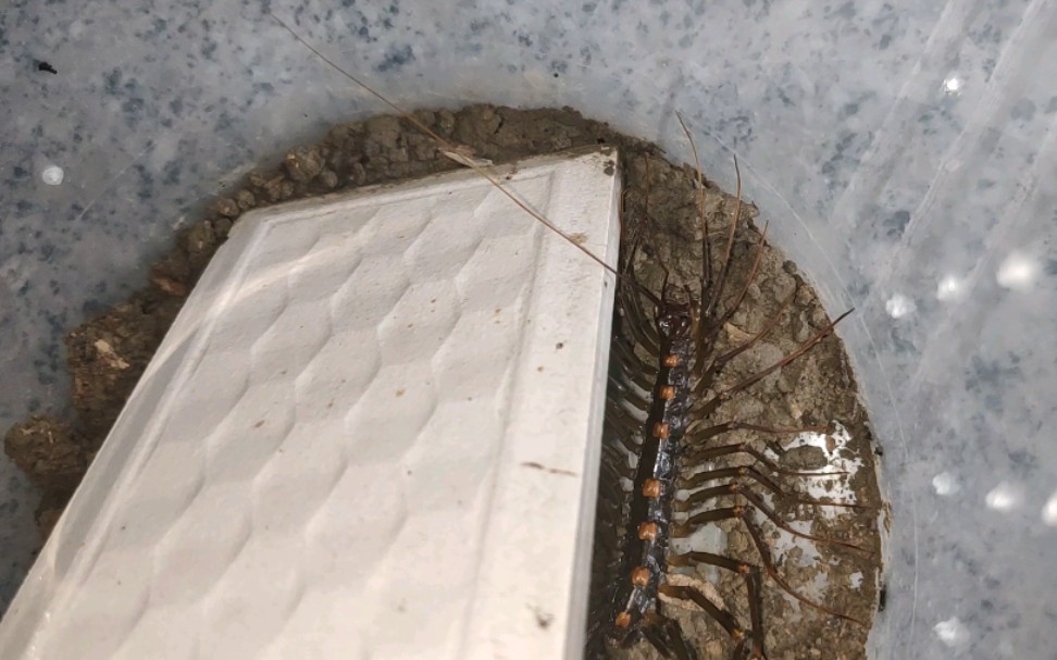 大蚰蜒速秒尖盲蜈蚣