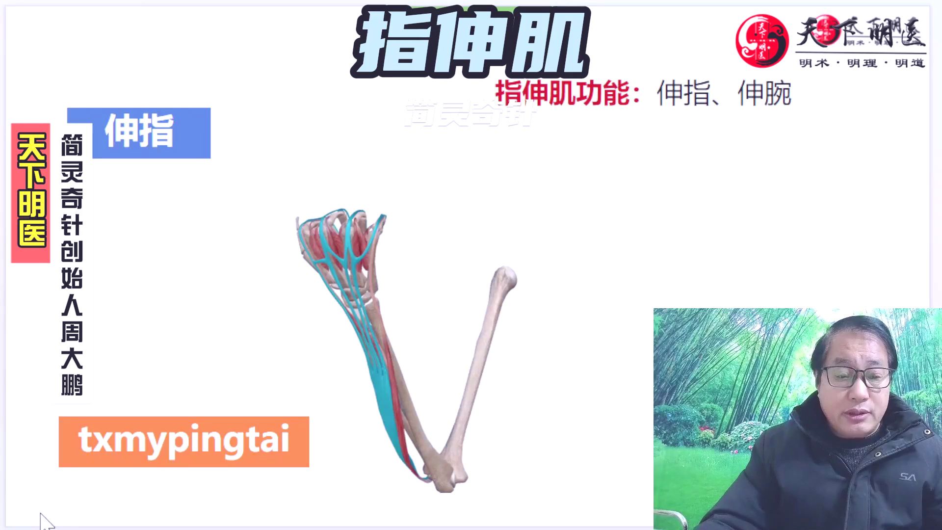 指伸肌——手指疼痛,僵硬,手指关节酸痛!