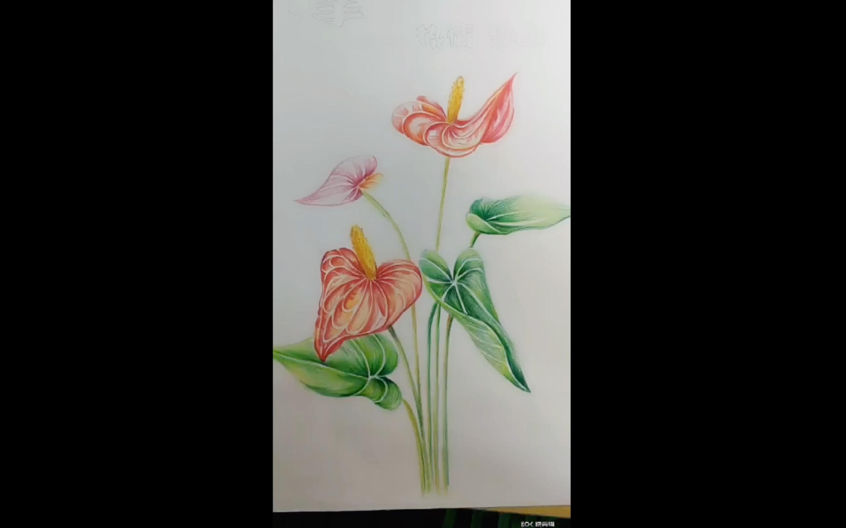 红掌花画法图片