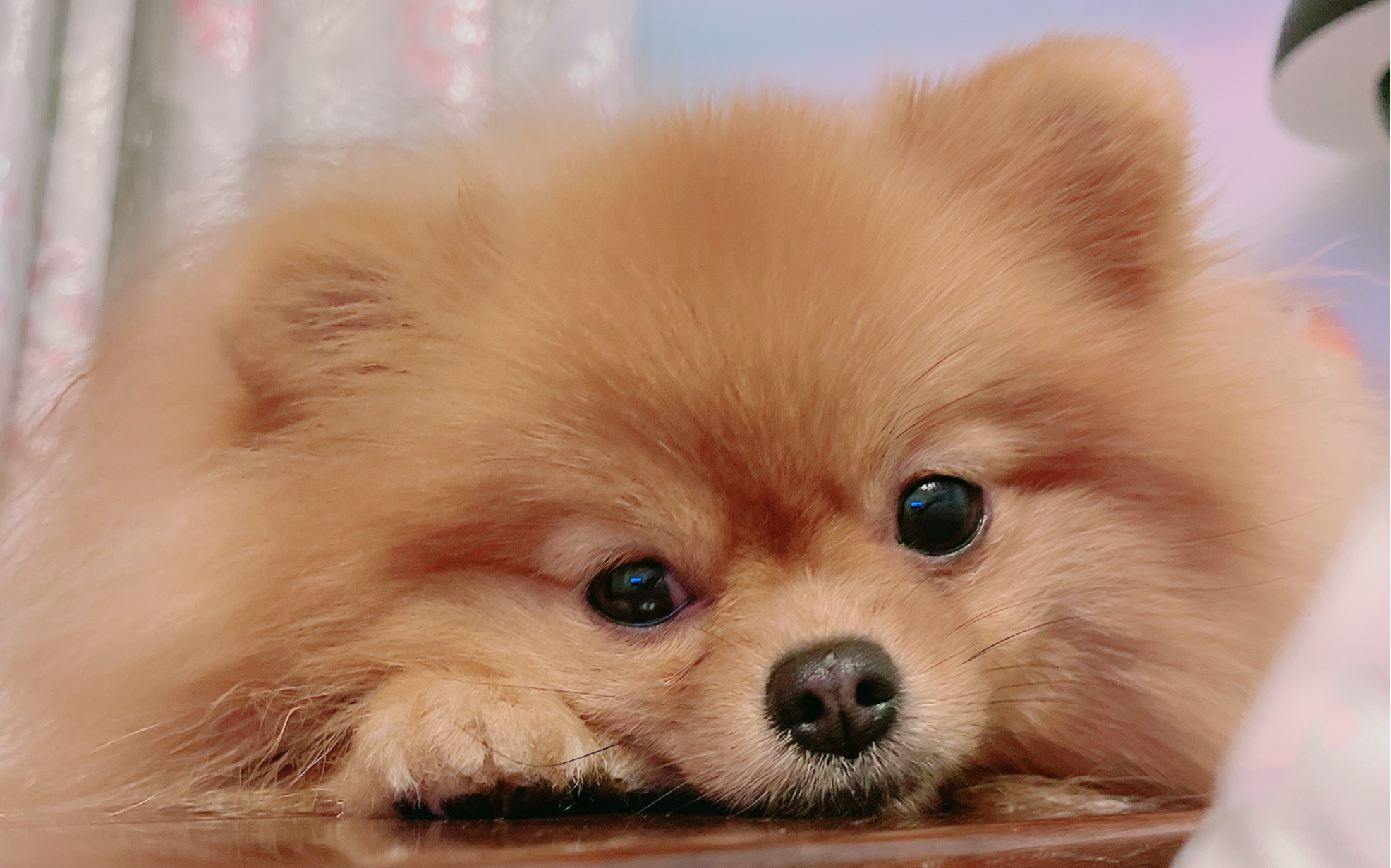 糯米与小淘的快乐生活