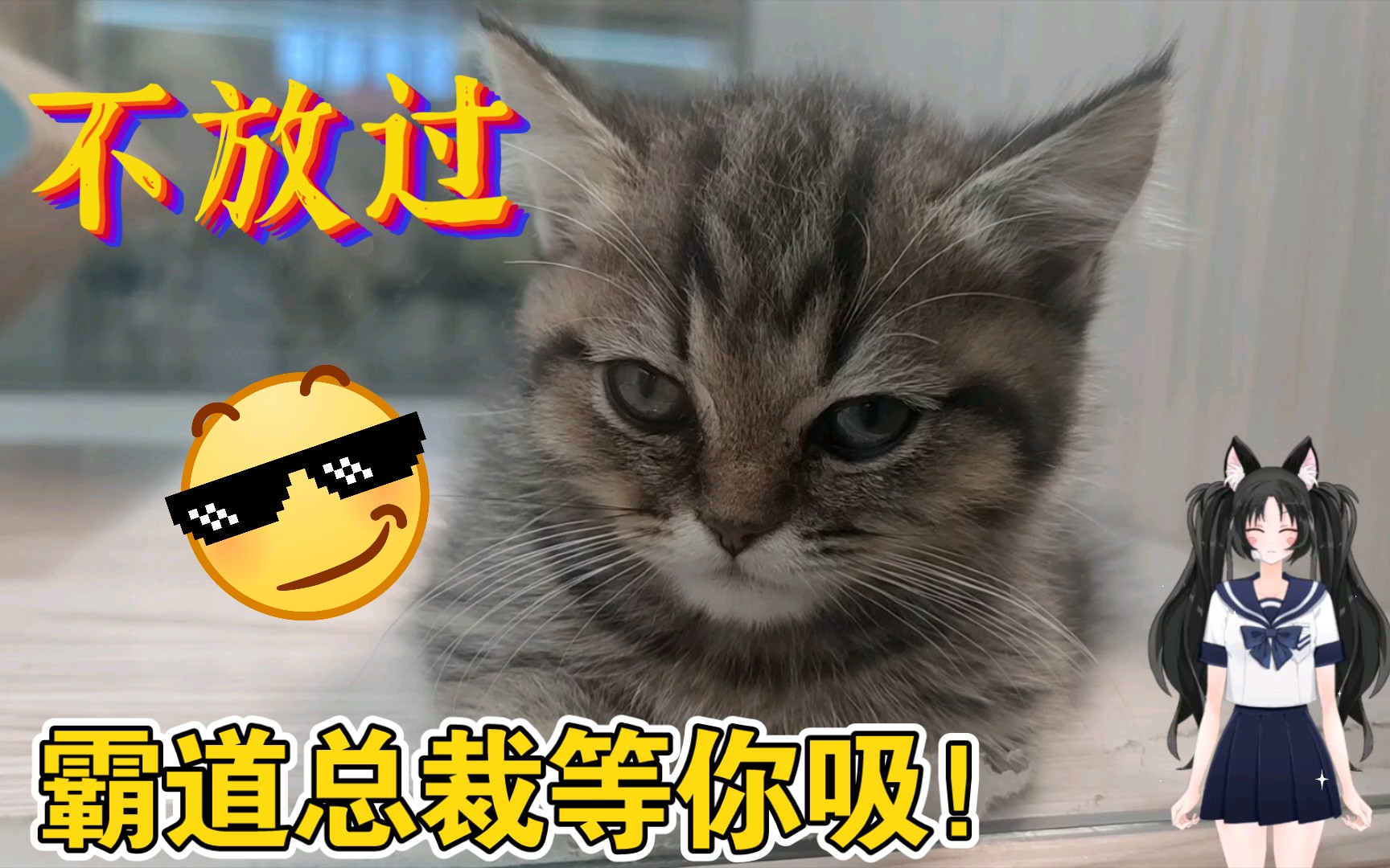 金虎斑猫咪,到底是忧郁王子还是霸道总裁,这么小就霸气外露哔哩哔哩bilibili