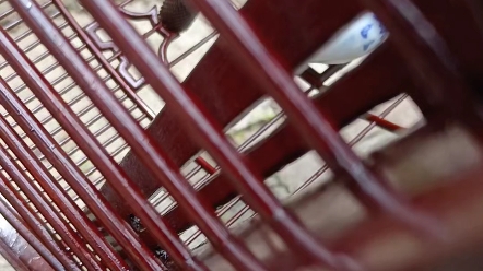 广式画眉鸟笼二手清远笼36生漆老广笼