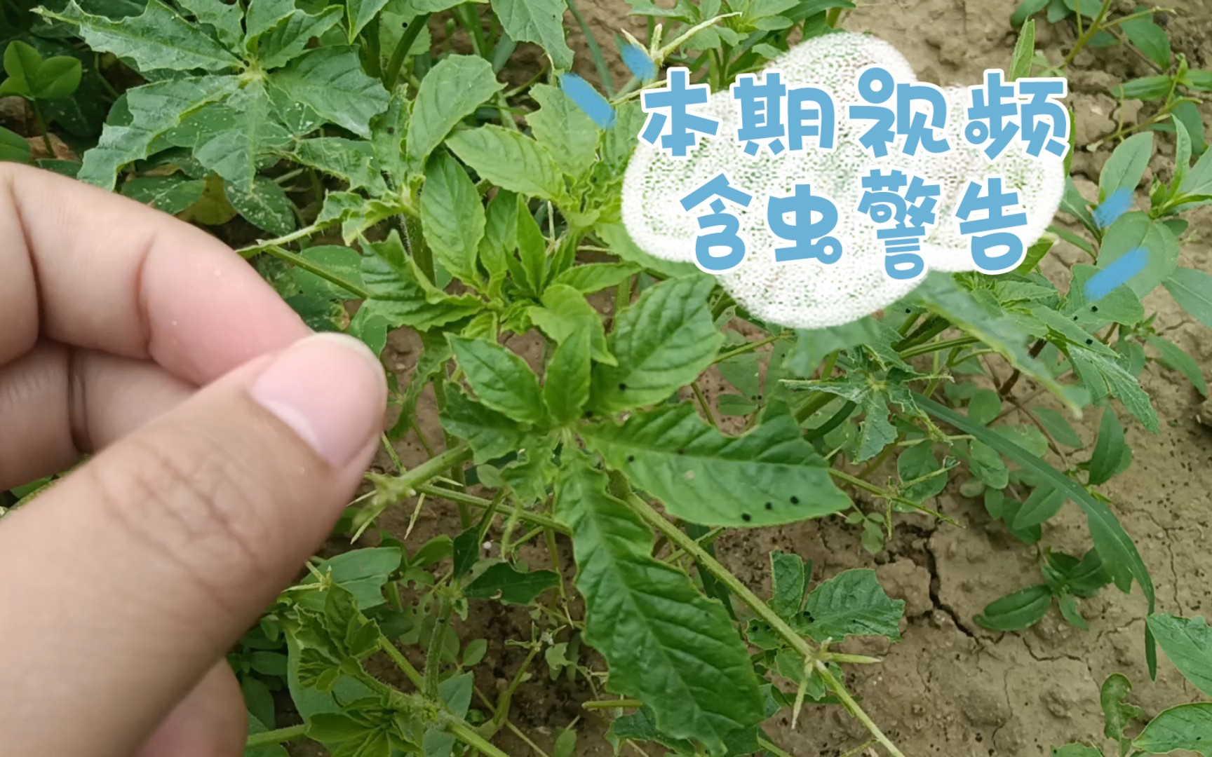 醉蝶花与菜粉蝶幼虫哔哩哔哩bilibili