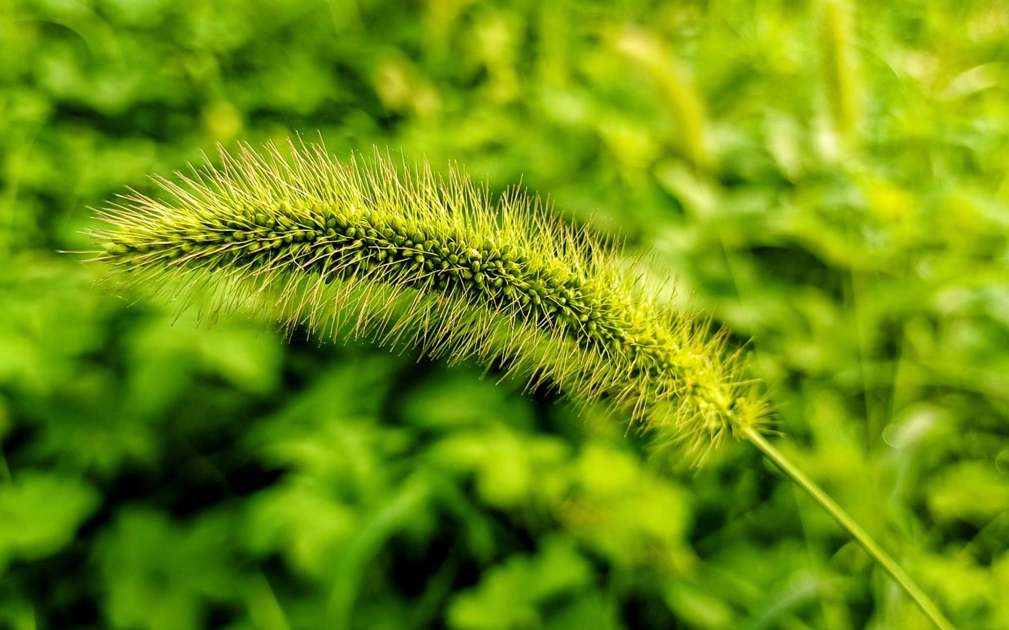 夏日清晨生机盎然蝉鸣鸟吟空气清新小草青青雨露晶莹夏日的清晨整个