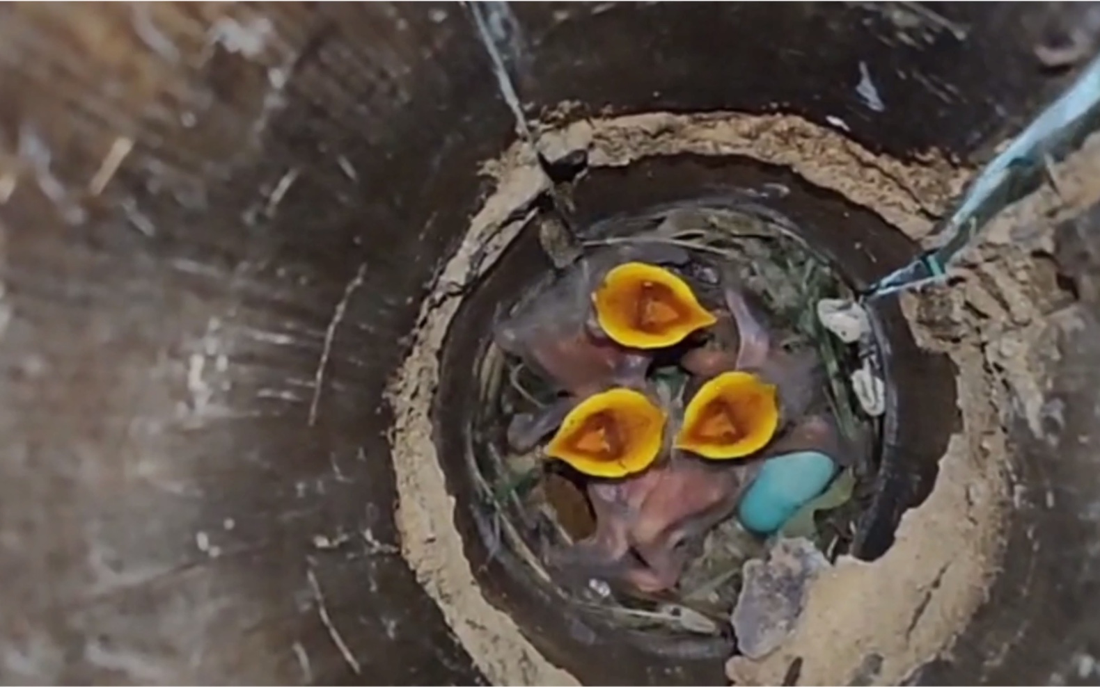 八哥在竹洞里做窝,几只幼鸟已经出壳了