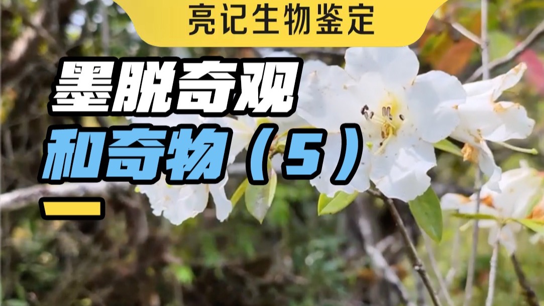 两年前在墨脱看到的奇观和奇物