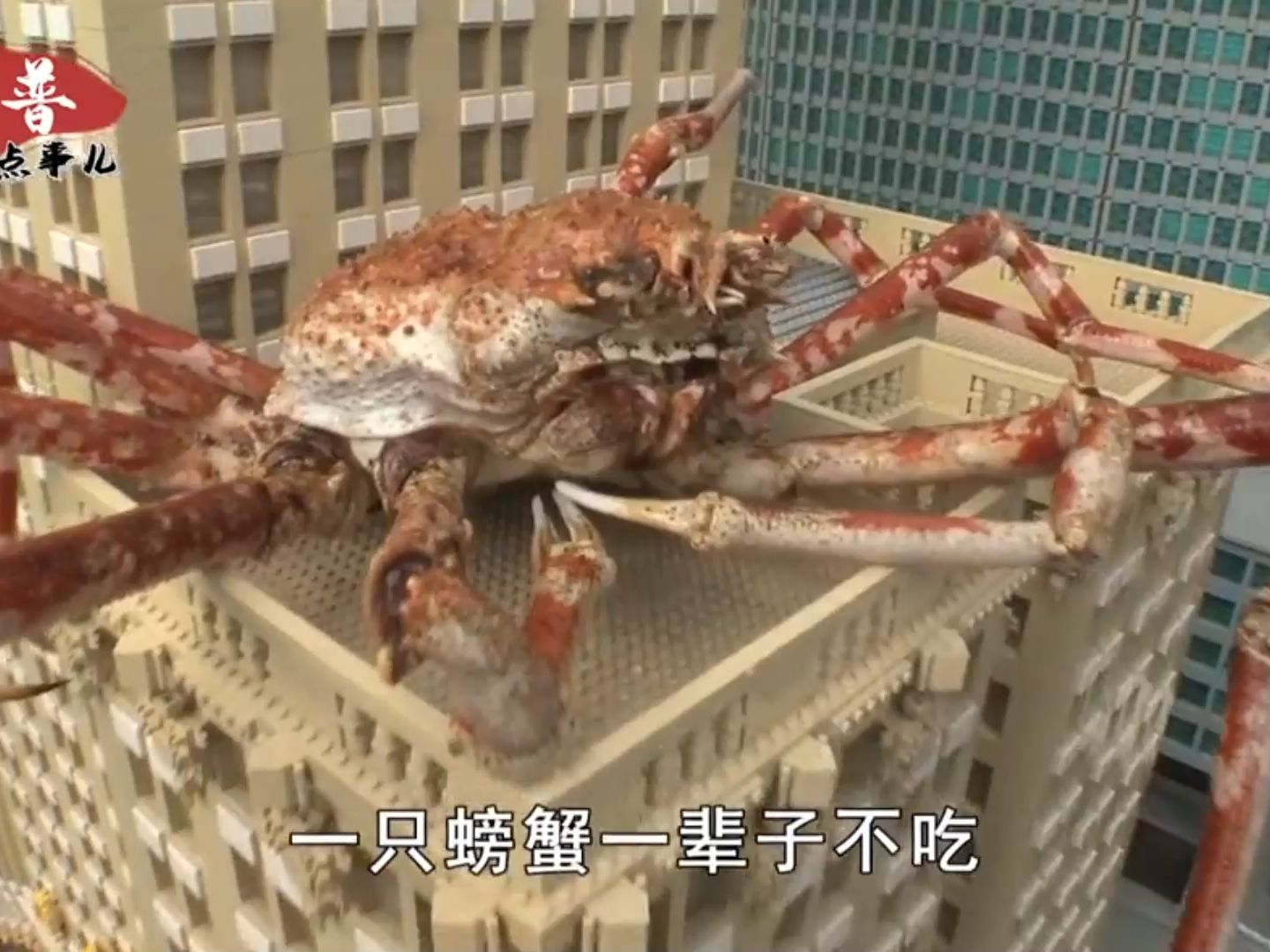 日本蟹王重达18.6公斤