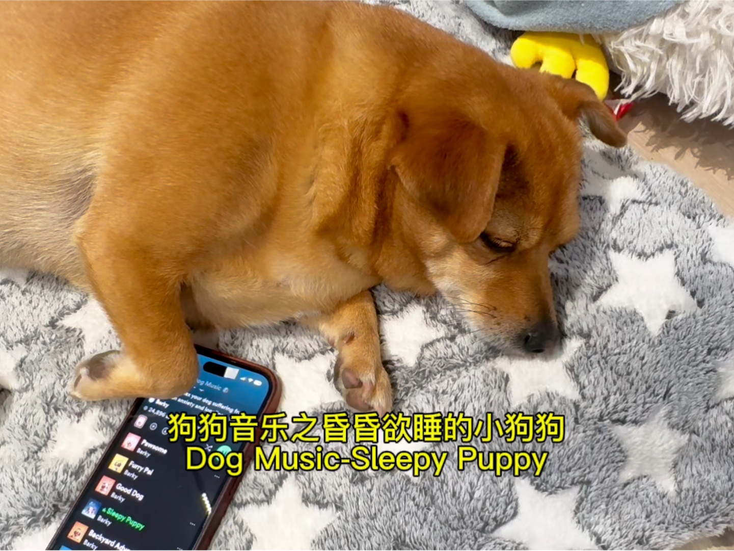 狗狗音乐之昏昏欲睡的小狗狗Dog MusicSleepy Puppy,狗狗催眠曲很管用,也许睡不着的时候你也可以试试𐟘Ž哔哩哔哩bilibili