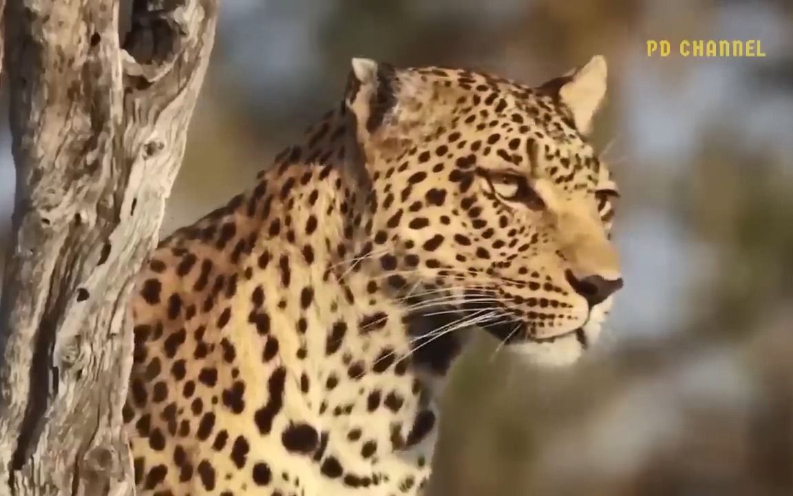 豹子冒着生命危险进入部落领地