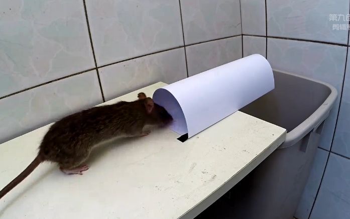 极具创意的抓老鼠方法,连一张a4纸都能抓到