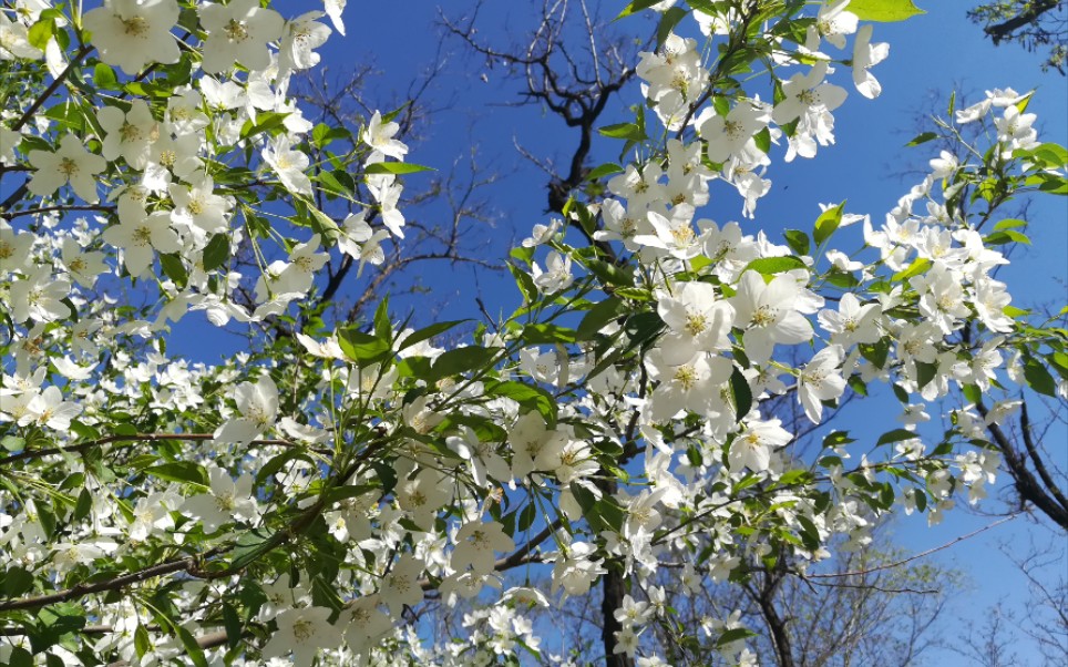 草长莺飞三月天