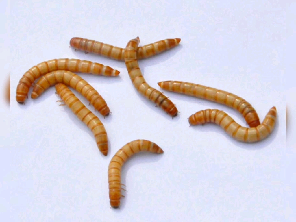 现在养殖黄粉虫的利润怎么样