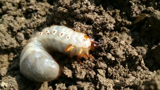 植树从地里挖出的土蚕虫,外号又叫地老虎,放边上二十分钟又钻进去了