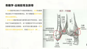 Download Video: 基础肌动学第11章-踝关节及足部的结构及功能