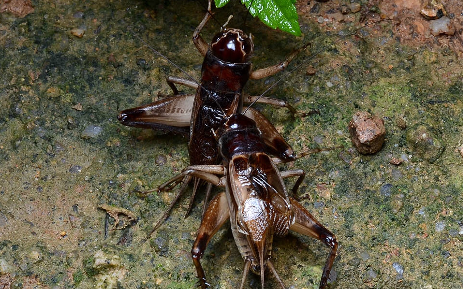 两广蟋蟀打斗之双残