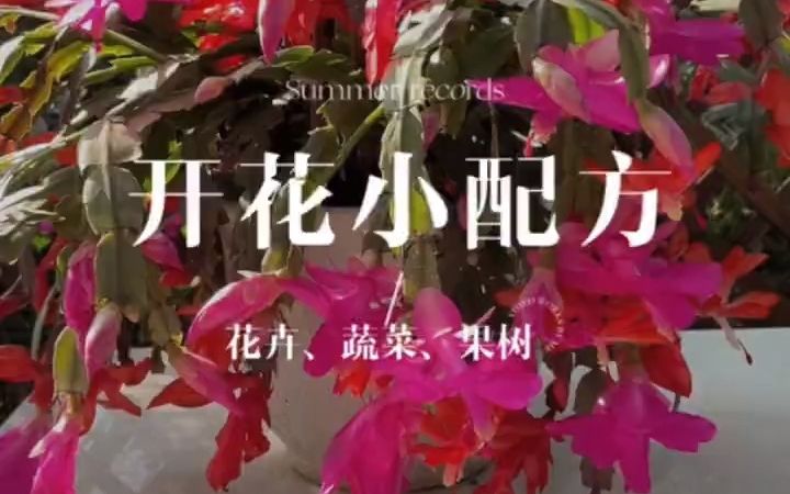 这个催花配方很厉害,花草果树都能用哔哩哔哩bilibili