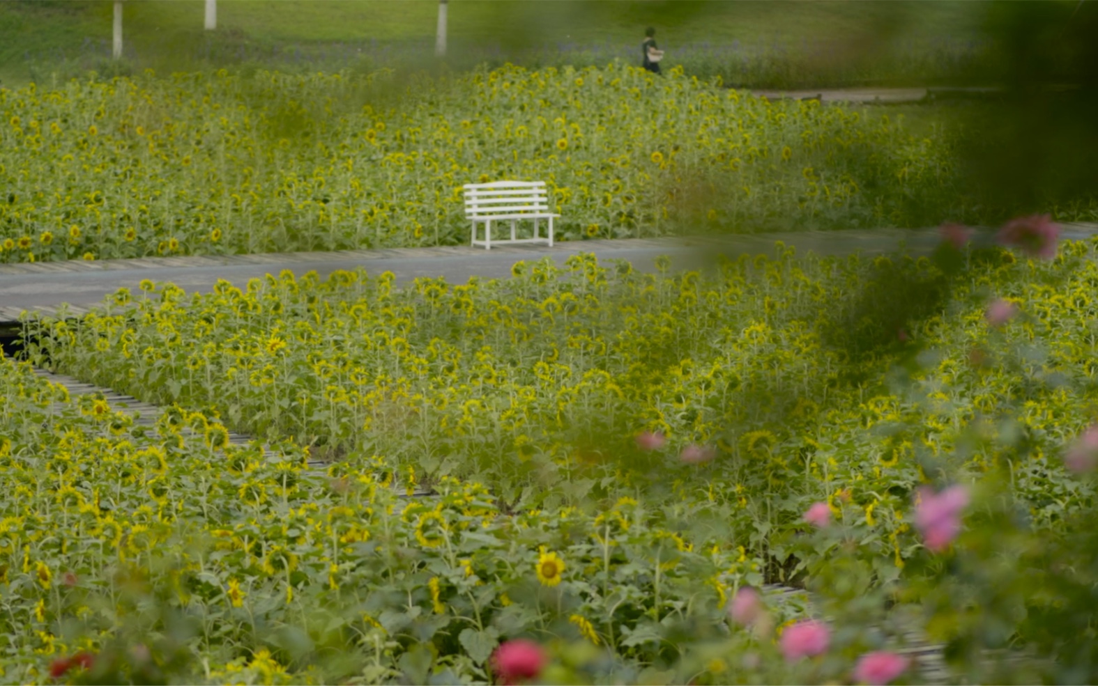 夏日的花田小镇芳草如茵鲜花遍地宛如人间仙境花田小镇治愈系夏日