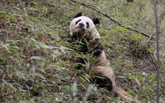 [图]陕西佛坪：游客偶遇悠闲散步的野生大熊猫