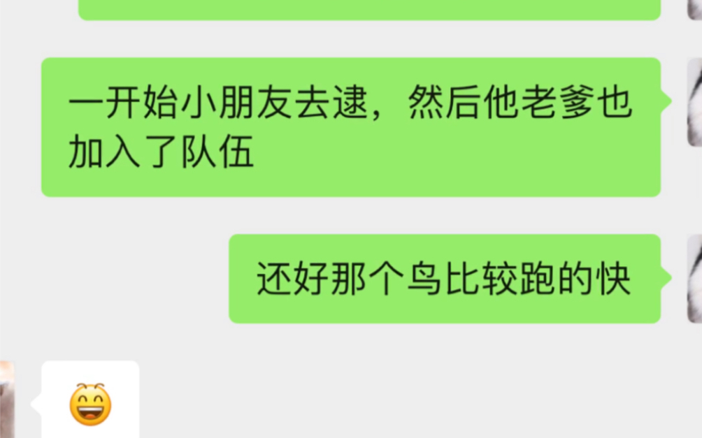 路上偶遇一只不会飞的鸟,我想知道这是什么鸟哔哩哔哩bilibili