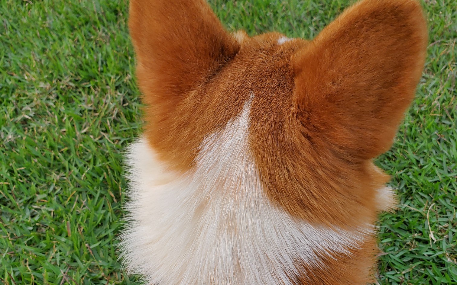 【柯基】草地上的柯基_哔哩哔哩 (゜-゜)つロ 干杯~-bilibili