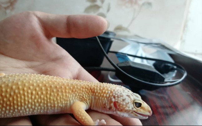 豹纹守宫萝卜开箱第一只崽