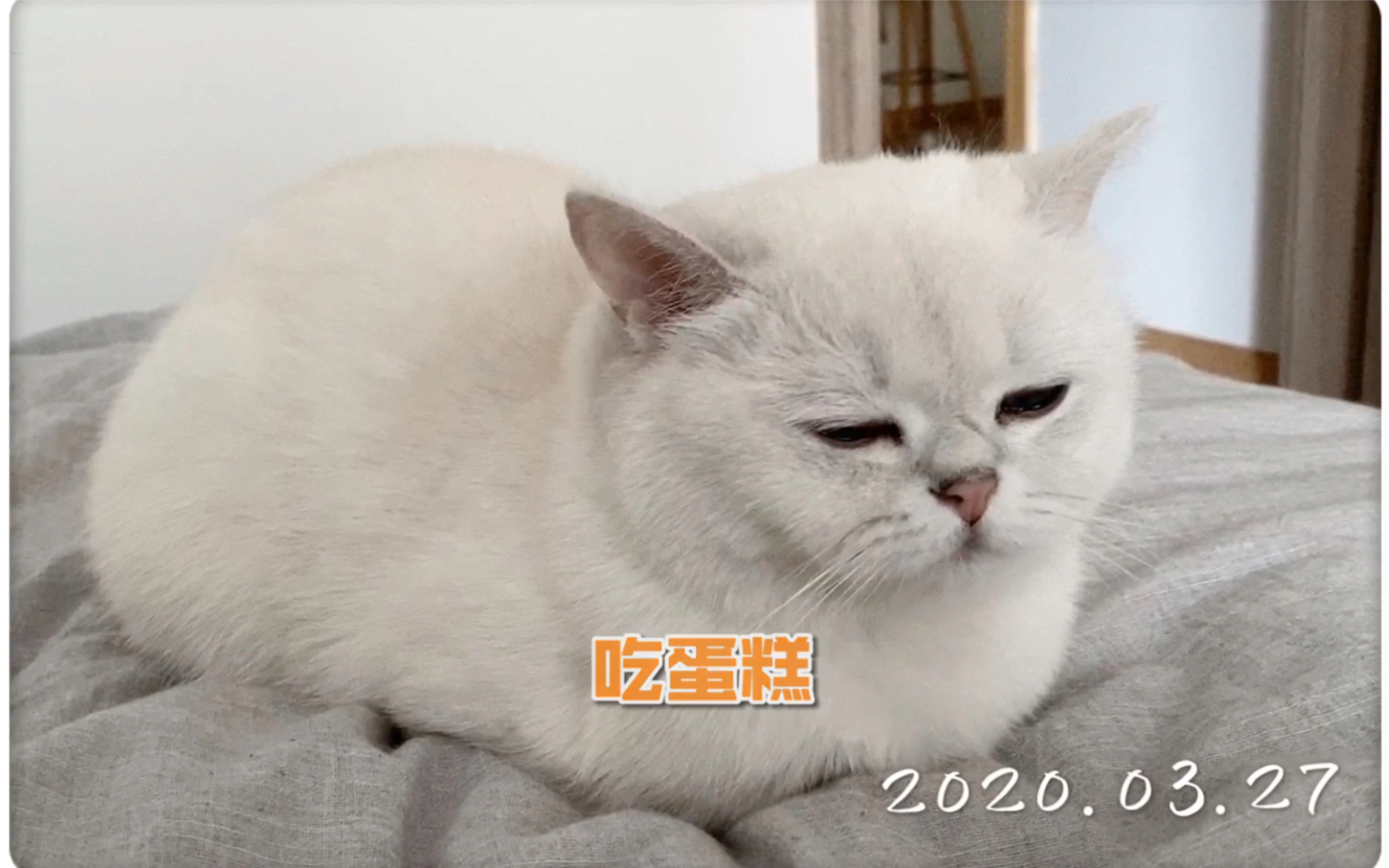 晚晚:粑粑别给我洗澡,我能舔干净