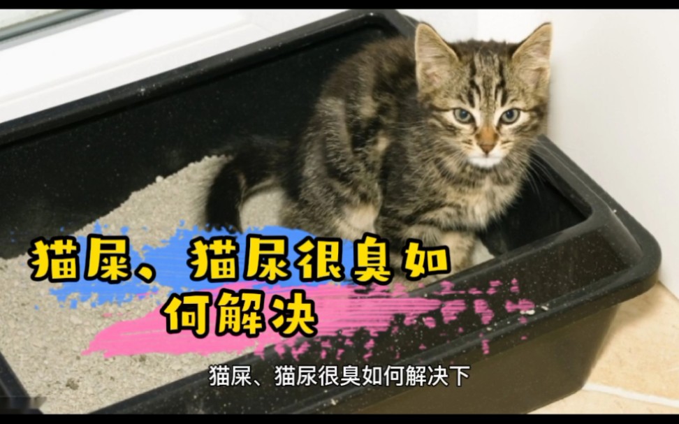 【6】猫屎,猫尿!真的很臭,你受得了吗哔哩哔哩bilibili