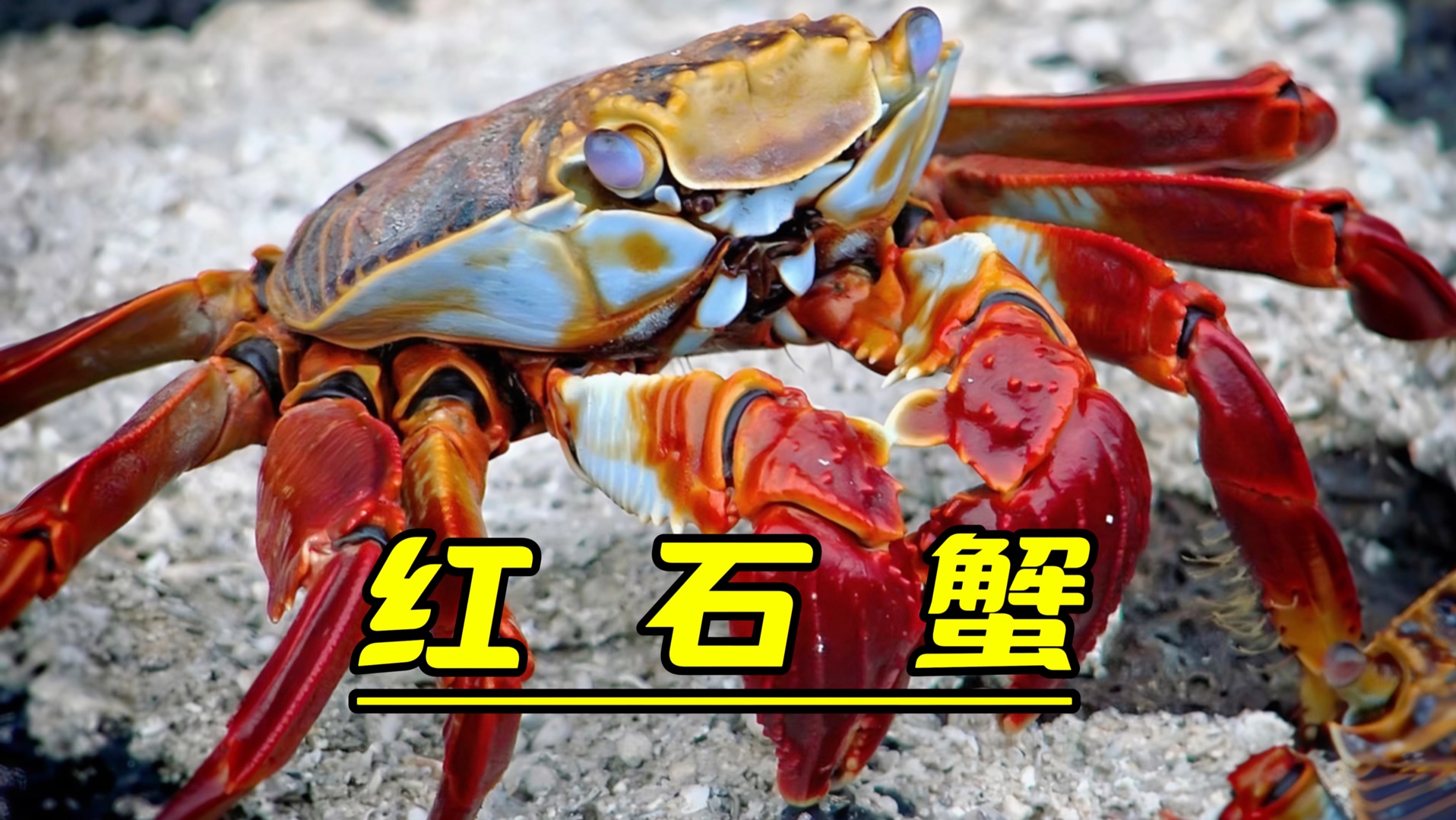 红石蟹的冒险觅食过程